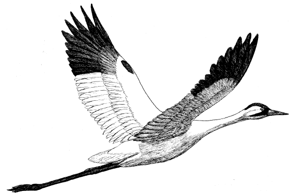 573x387 Whooping Crane Drawing