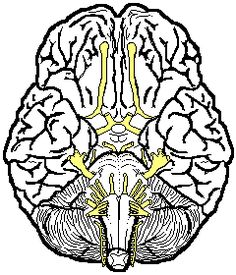Cranial Nerve Drawing