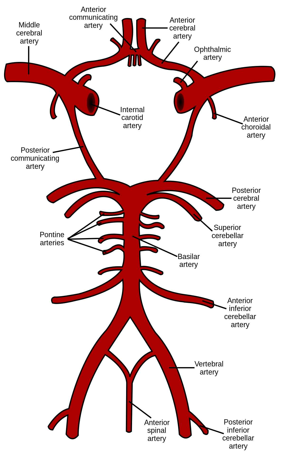 1200x1911 Circle Of Willis