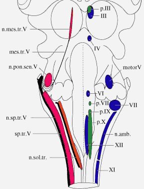 288x379 cranial nerve nuclei