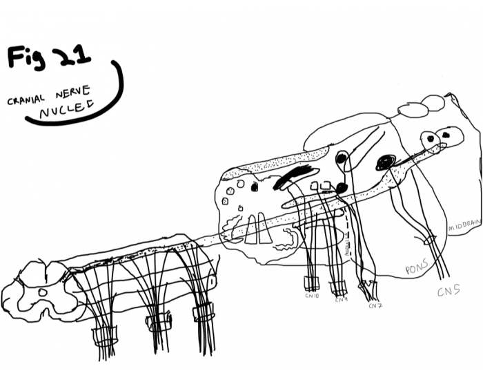 700x550 cranial nerve nuclei