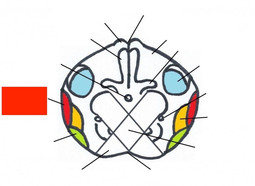 1024x750 The Medulla Oblongata