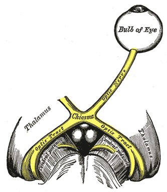 333x383 the optic nerve