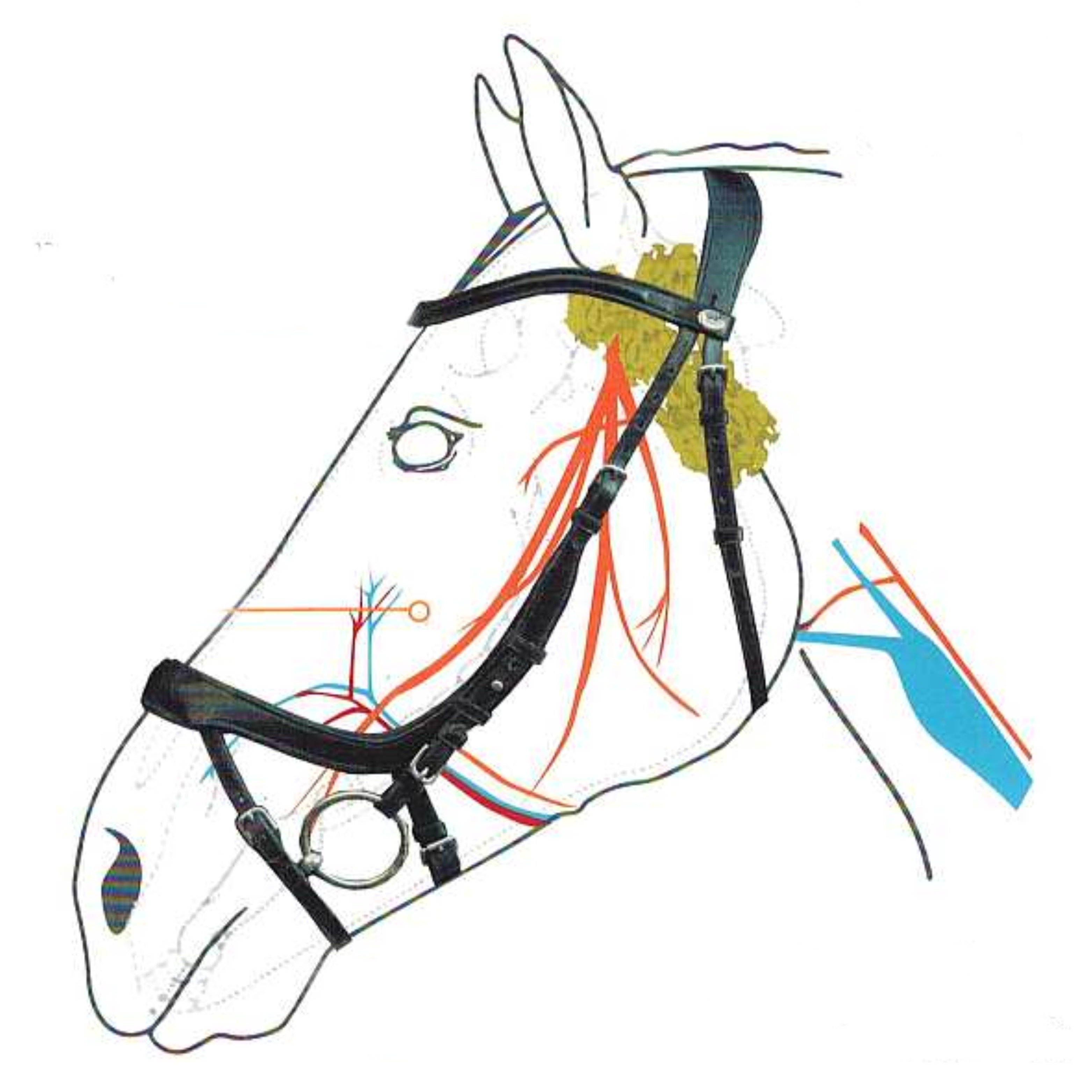 3125x3125 Bridles Re Designed Country Ways