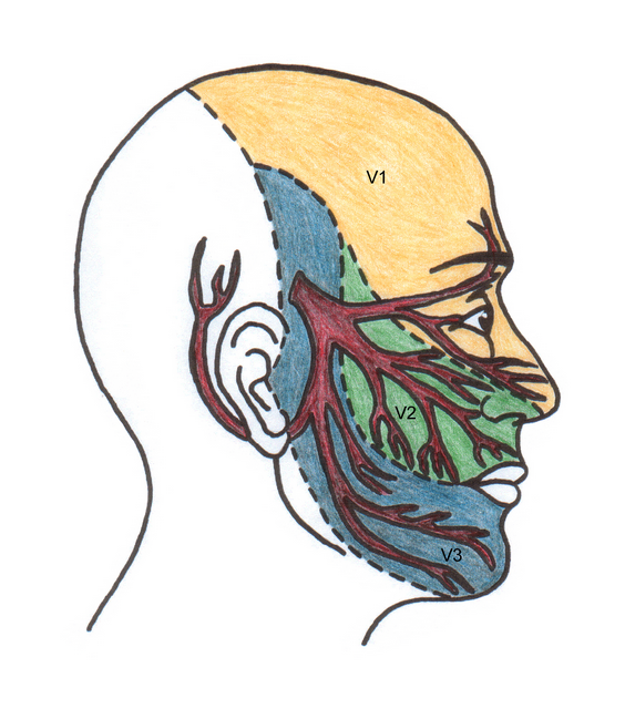 564x640 good image of the branches of the trigmeninal nerve branches