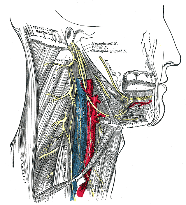 638x700 hypoglossal nerve