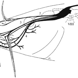 320x320 innervation with the facial nerve