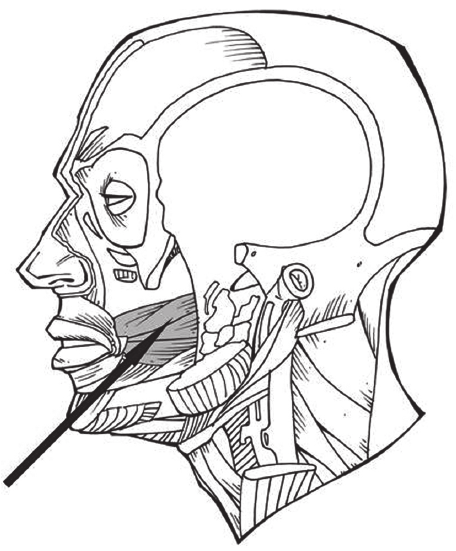 456x551 schematic drawing showing the landmarks