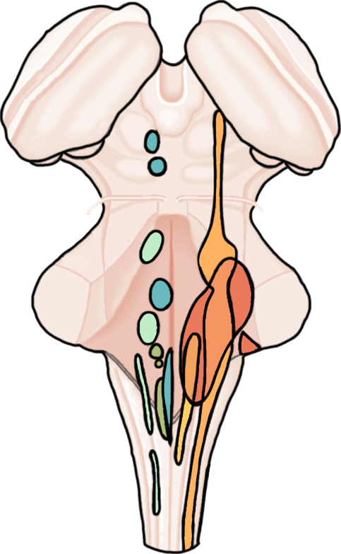 483x783 cranial nerve nuclei diagram quizlet