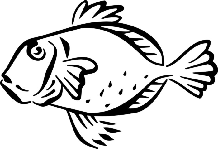 700x478 Collection Of 'parrot Fish Drawing' Download More Than Images