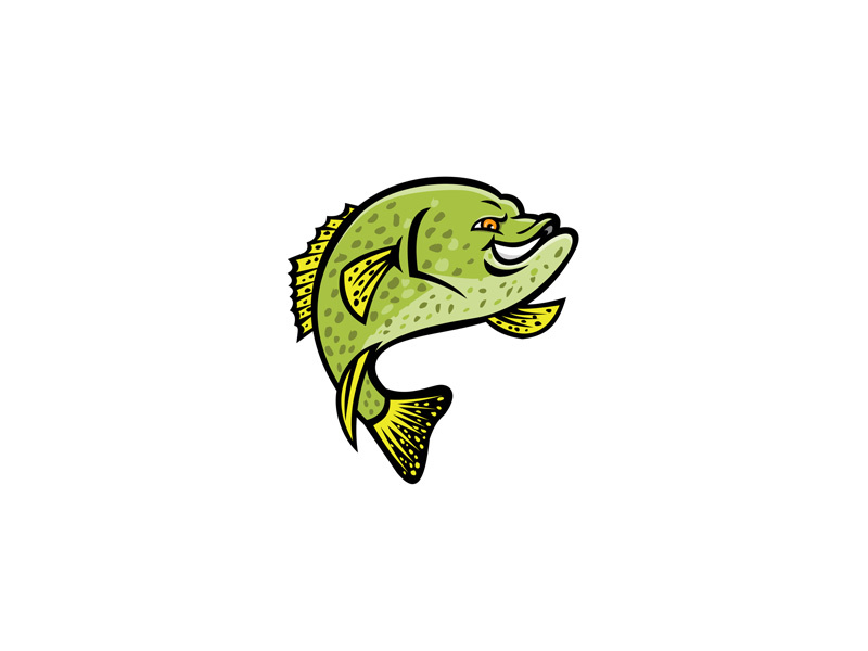 Collection of Crappie clipart | Free download best Crappie clipart on