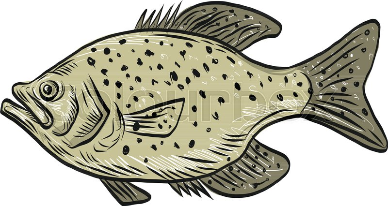 800x426 crappie fish side drawing