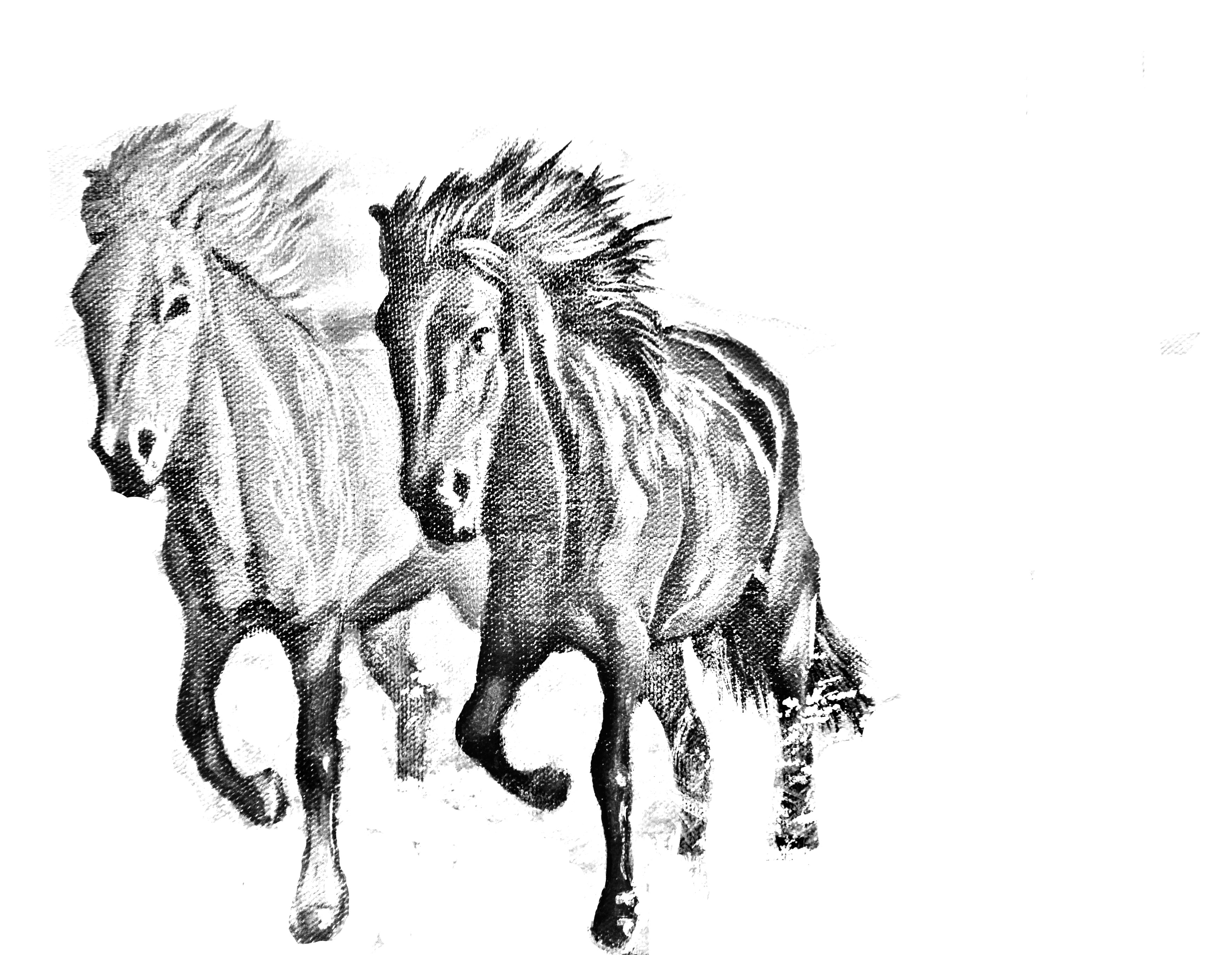 3514x2724 Traceable And Reference Photos For The Two Horses On The Beach