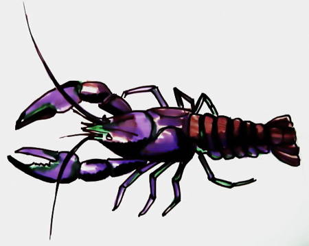 450x359 How To Draw A Crayfish