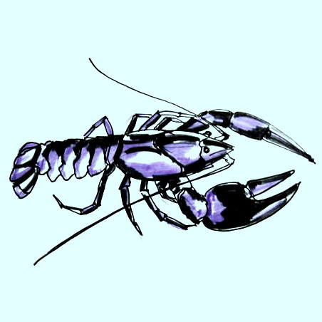 452x452 How To Draw A Crayfish