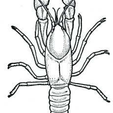 230x230 Smartness Ideas Crayfish Coloring
