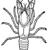 200x200 Crayfish Coloring