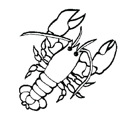 505x470 drawing of a lobster an error occurred lobster drawing easy