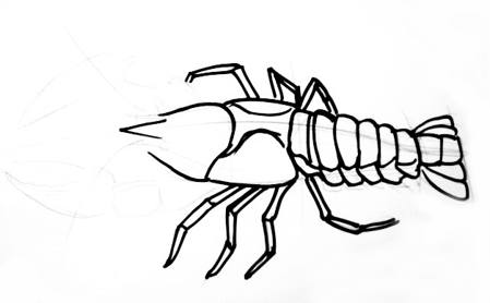 449x278 How To Draw A Crayfish
