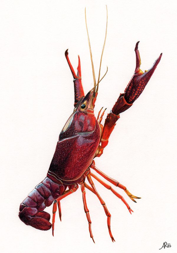 600x856 Natural Science Illustration