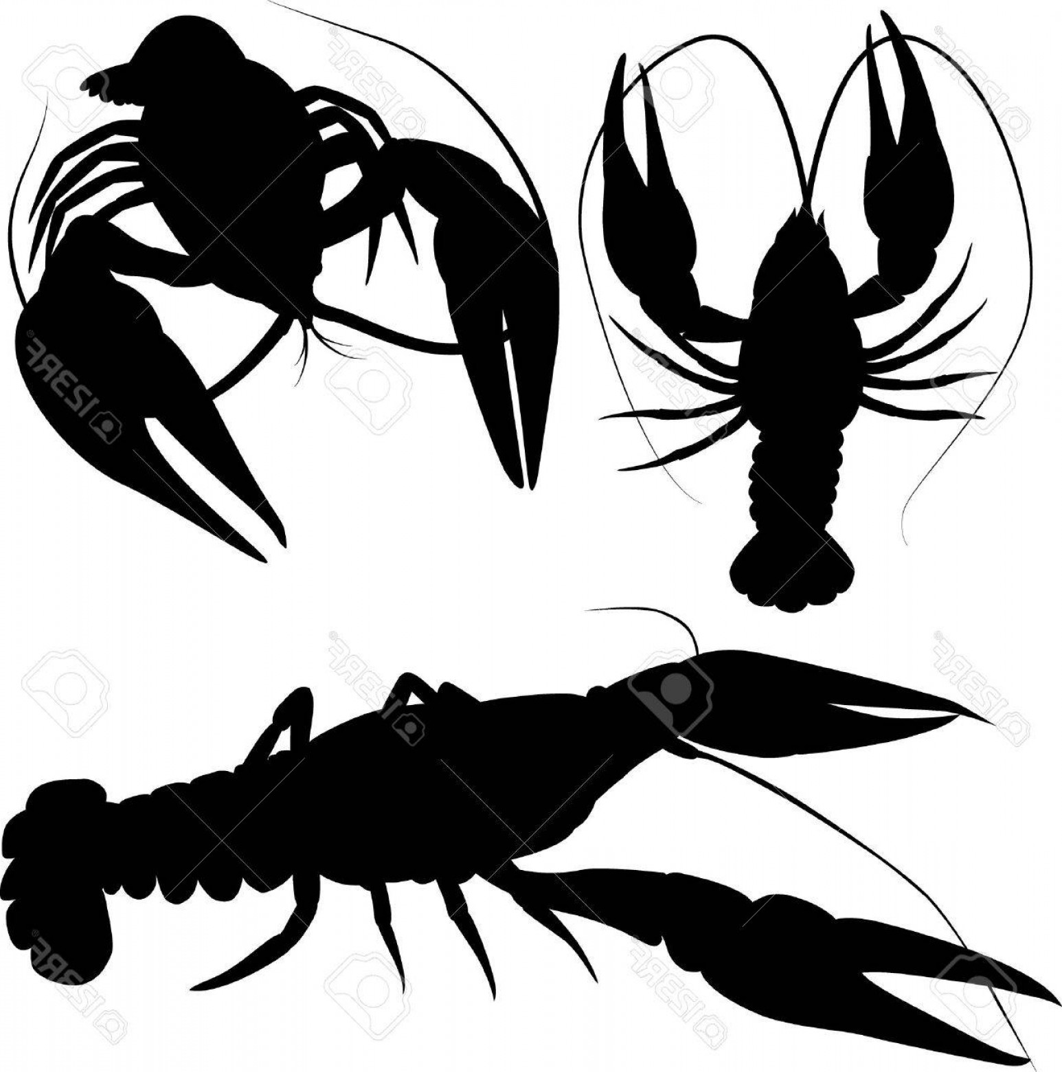 1546x1560 Photostock Vector Crawfish Silhouettes Black Crayfish Isolated