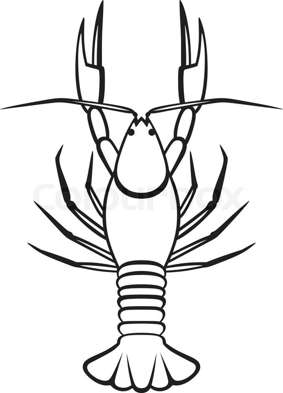577x800 Silhouette Crayfish Isolated On White Stock Vector Colourbox