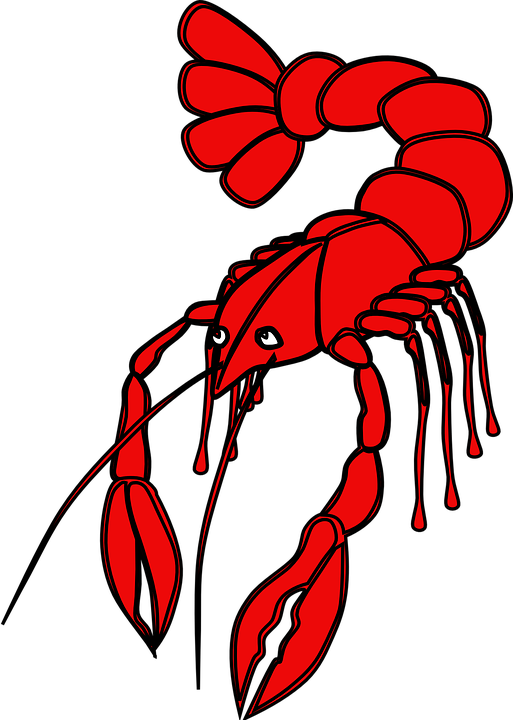 513x720 Collection Of Free Lobster Drawing Crayfish Download On Ui Ex