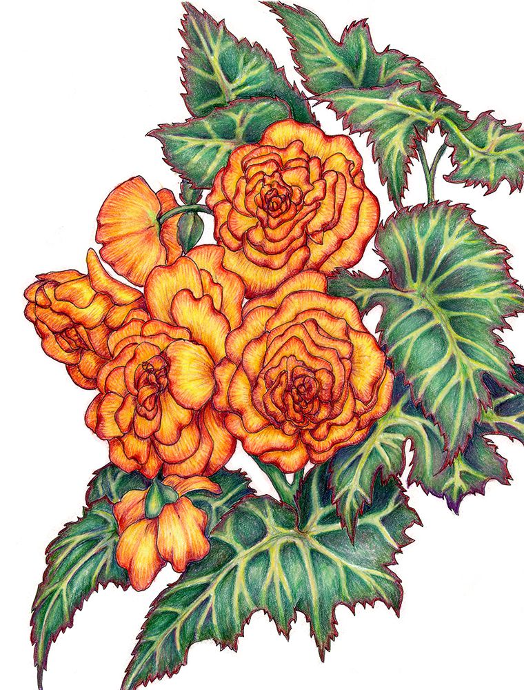 760x1000 Colored Pencil Drawing Of Begonias From A Friend's Garden