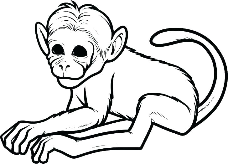 728x524 Drawing Of Monkeys