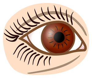 300x255 Eye Free Clipart