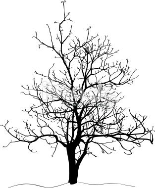 313x380 Drawings Of Trees With Leaves