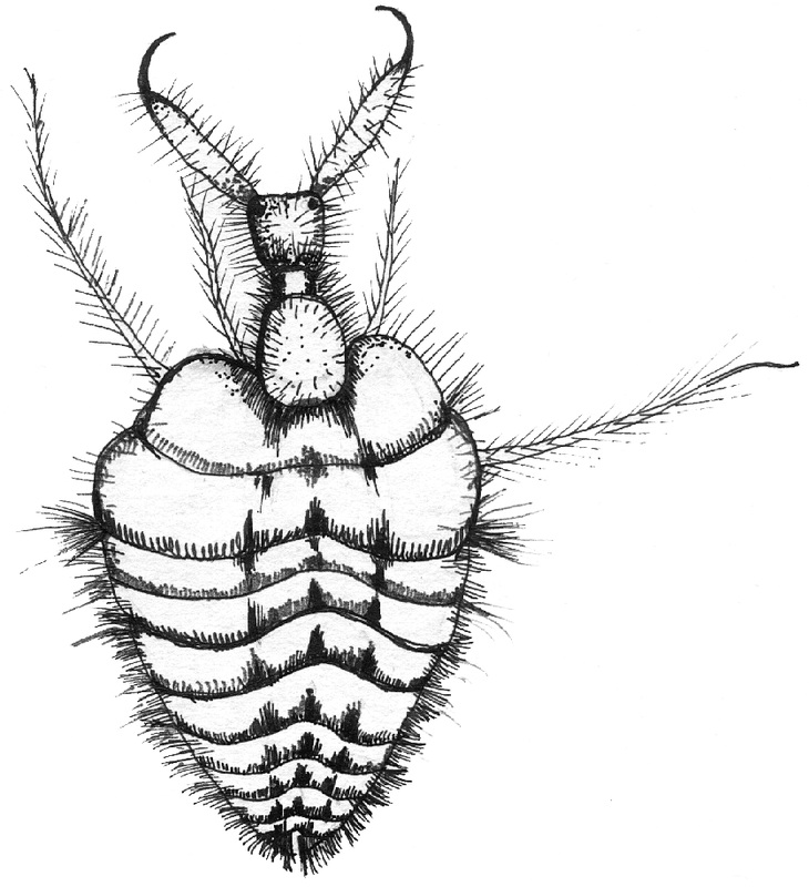 730x800 handbook drawings