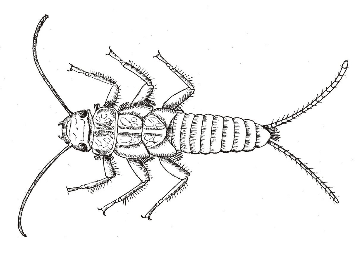 1200x850 To Prevail In The Mystery Roaring Fork Lifestyle Magazine