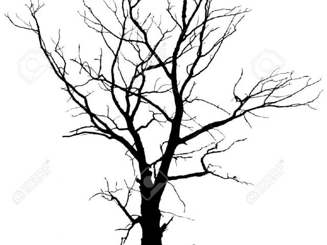 640x480 Free Drawn Dead Tree, Download Free Clip Art