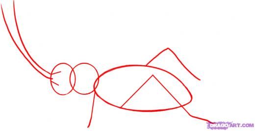 520x267 Step How To Draw A Cricket Insect Science Ecosystems