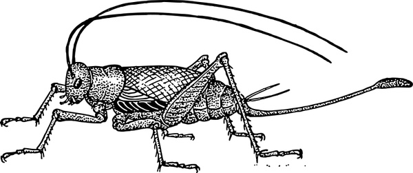 600x251 Cricket Free Vector In Open Office Drawing