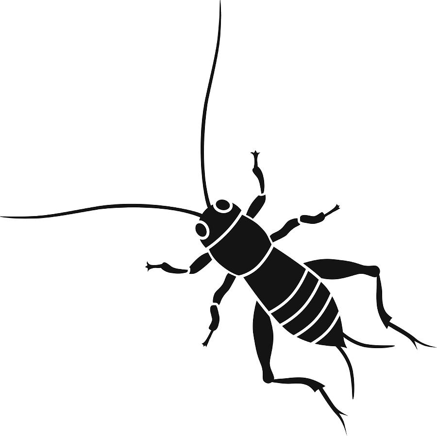 900x898 Cricket Insect In Black And White
