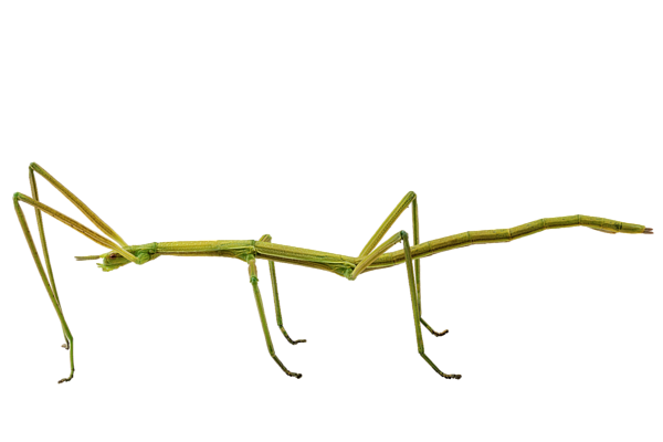 600x400 Drawing Insect Stick, Picture