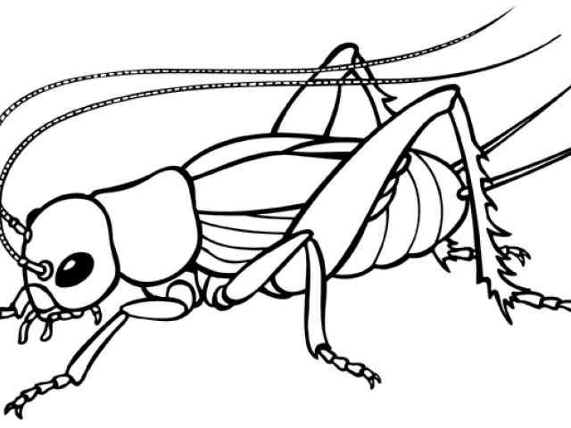 640x480 Free Cricket Clipart, Download Free Clip Art