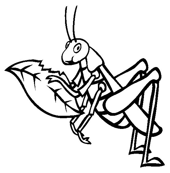 554x565 Cricket Drawing Insect Grasshopper For Free Download