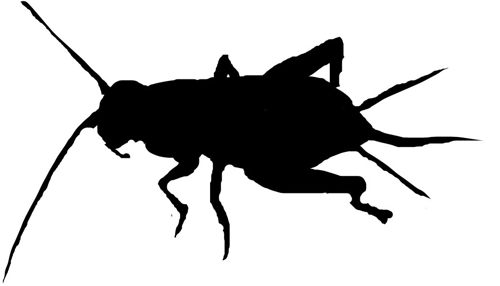 500x286 How To Draw A Cricket