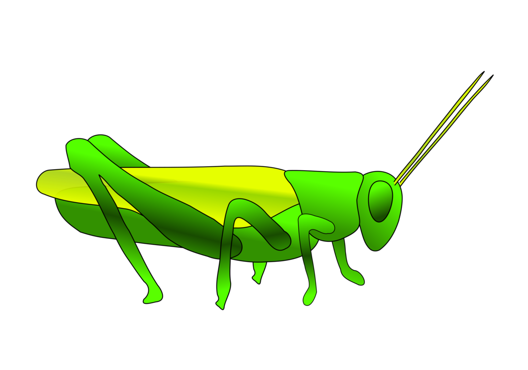 1071x750 insect the ant and the grasshopper locust drawing cc0