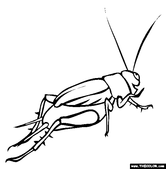 553x565 Cricket Drawing Insect Free For Free Download