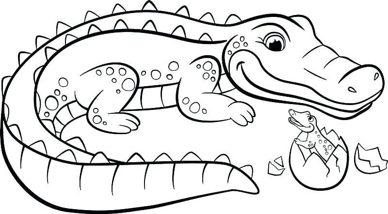 Croc Drawing