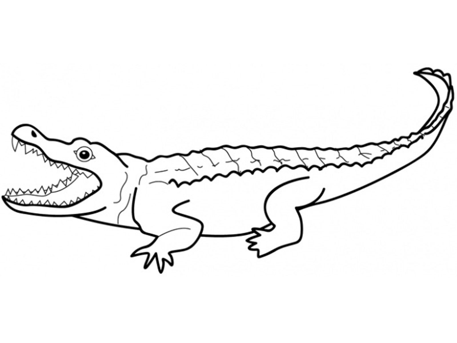 1600x1200 crocodile drawing vertebrate for free download