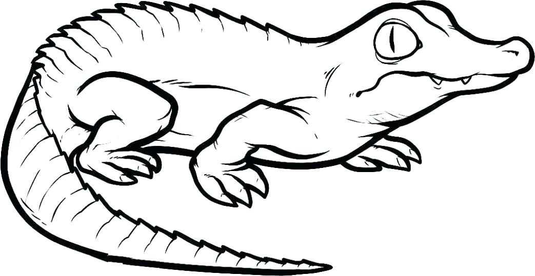 1043x539 Crocodile Coloring
