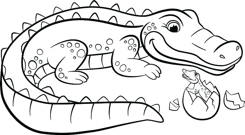 800x442 Crocodile Drawing Free Download