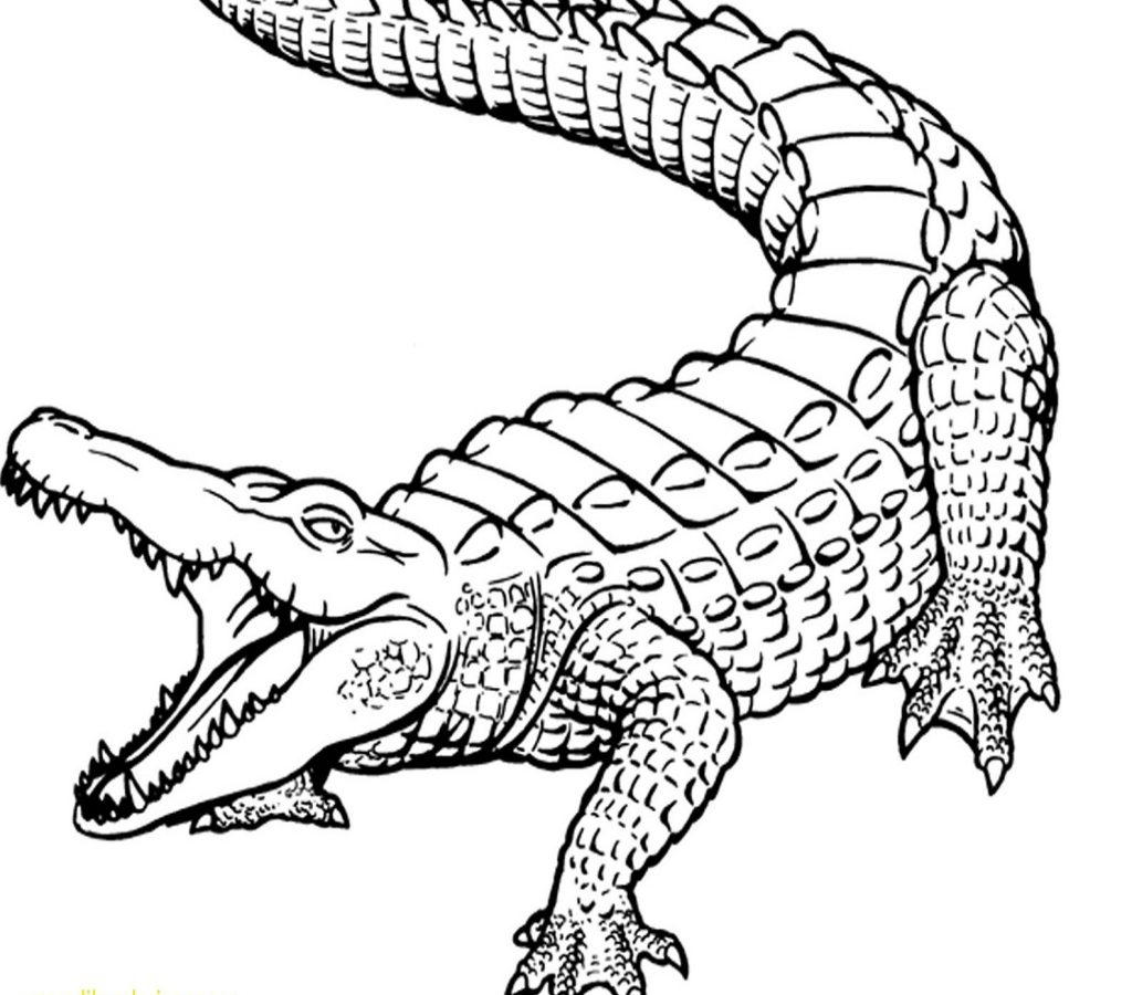 1024x900 Printable Alligator Coloringes Get Fascinating Head Baby Coloring