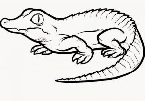 300x209 Crocodile Coloring Pages Free Free Coloring Book