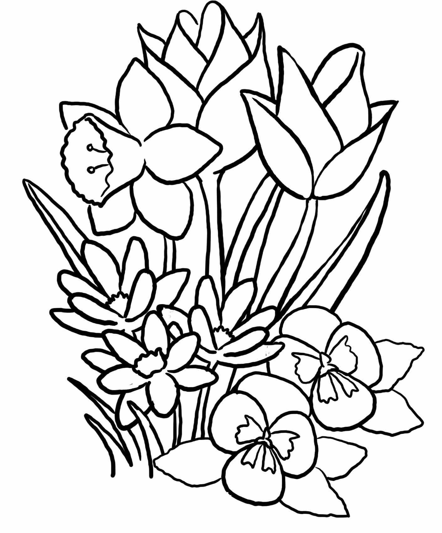 1410x1700 crocus drawing free download